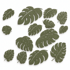 Monstera - listy